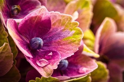 Hortensia Soltar Púrpura Foto gratis en Pixabay Pixabay