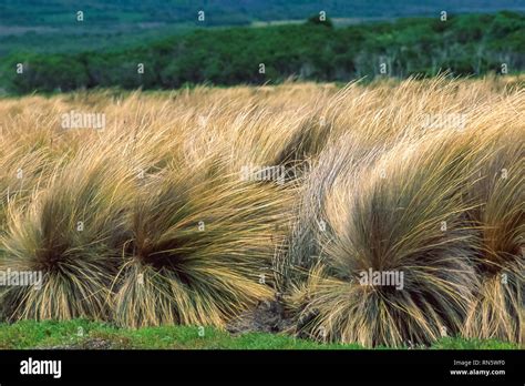 Australian Coastal Plants Hi Res Stock Photography And Images Alamy