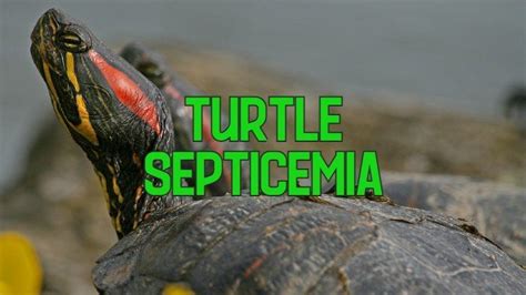 Turtle Septicemia Symptoms Causes Treatment And Prevention