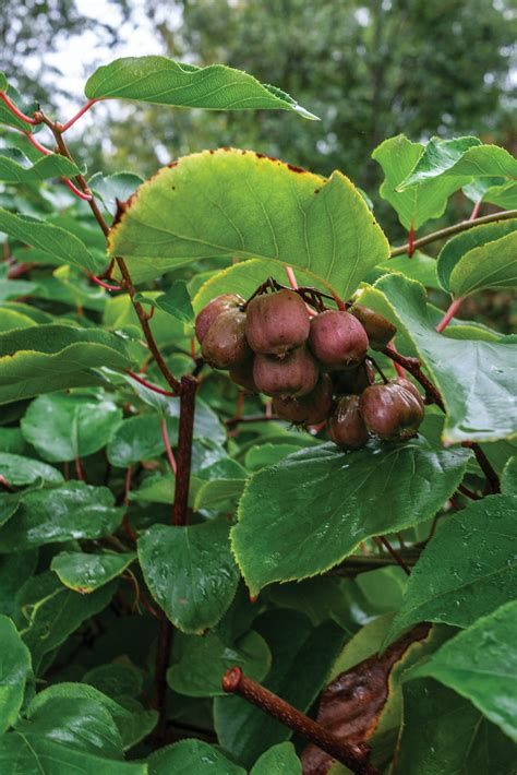 Hidden Gem Among Vines Actinidia Arguta Arnold Arboretum Arnold