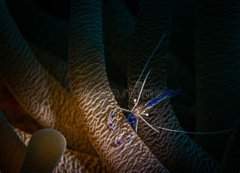 Underwater Life On The Dutch Caribbean Island Of Bonaire Stock Image