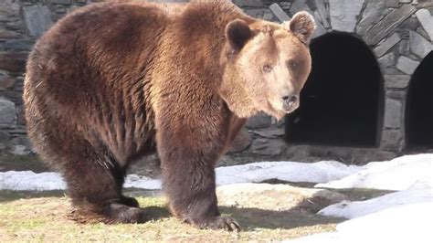 Gli Orsi Di Aprica Sono Usciti Dal Letargo Cronaca