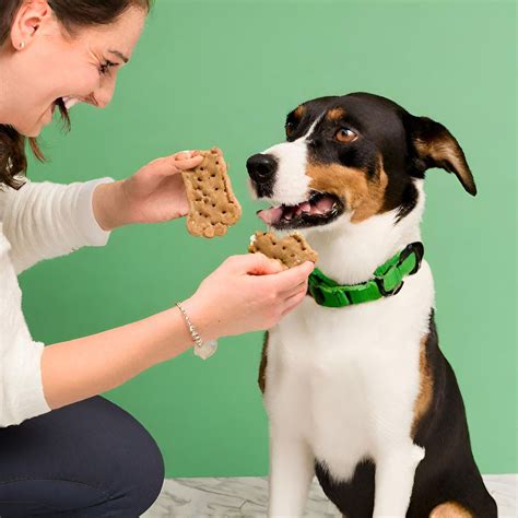 Indulging Good Behavior The Crucial Role Of Treats In Positive