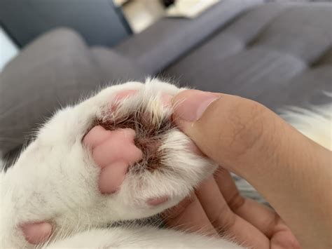 Cat Paw Pad Infection Darwin Dube