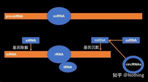 Mrna、lncrna、mirna、circrna的研究思路总结 知乎