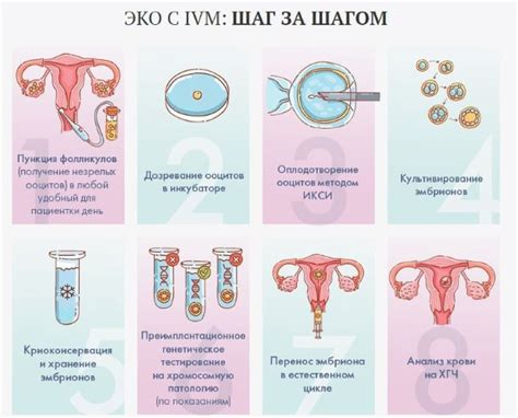 Как выглядит двурогая матка у женщины фото