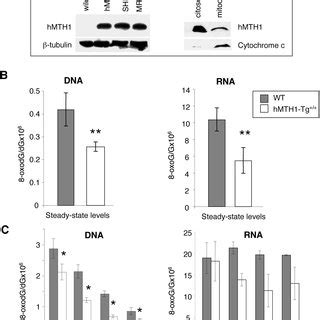 HMTH1 Protein In HMTH1 Tg MEFs And Protection Against Oxidative