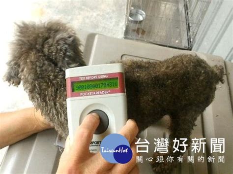 杜絕棄犬棄貓行為 新北動保處呼籲飼主為寵物犬貓植晶片 蕃新聞