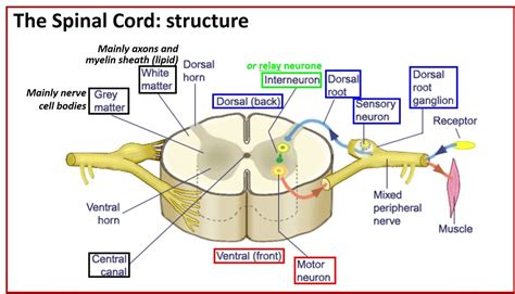 Spinal Cord Anatomy Structure Tracts And Function Kenhub