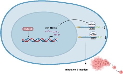 Figure 1 From Mutant P53 Gain Of Function Induces Migration And