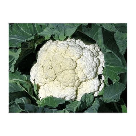 Cauliflower Snowball Great Heirloom Vegetable Seeds By Seed Kingdom 1