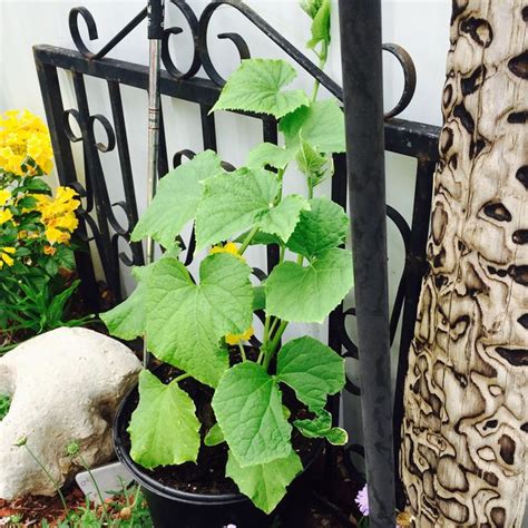 The Ultimate Guide To Growing Cucumber Plants In Pots