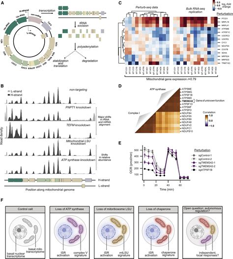 Mapping Information Rich Genotype Phenotype Landscapes With Genome