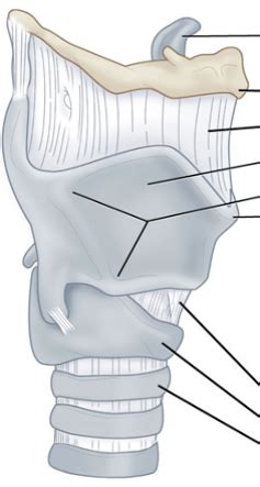 Superficial Structures Of Larynx Lateral View Diagram Quizlet