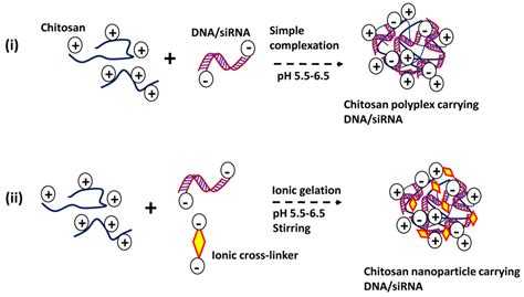 Marine Drugs Free Full Text Multifaceted Applications Of Chitosan