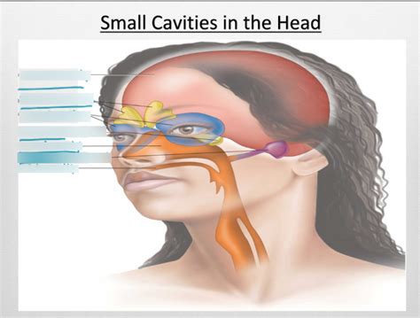 Small Cavities In The Head Diagram Quizlet