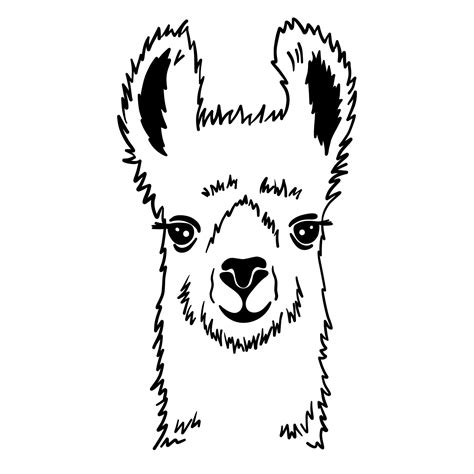 Hand drawn funny portrait of llama. Black and white drawing alpaca ...