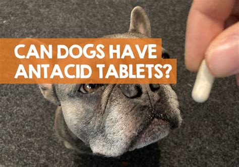 Can You Give a Dog an Antacid Tablet Safely & What Happens?