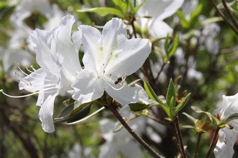 Details 200 Imagen Azalea Flor Blanca Abzlocalmx