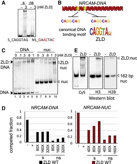 Structural Features Of Transcription Factors Associating With