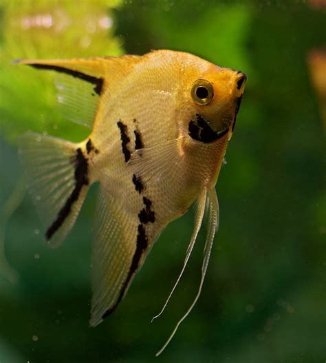 Segelflosser Skalar Pterophyllum Scalare Dornenwolf Flickr