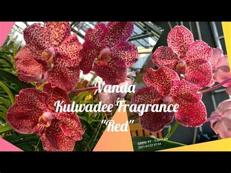 Mycollection Vanda Kulwadee Fragrance Red Youtube