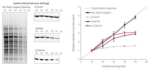 Quantitative Western Blot Analysis Thermo Fisher Scientific KR