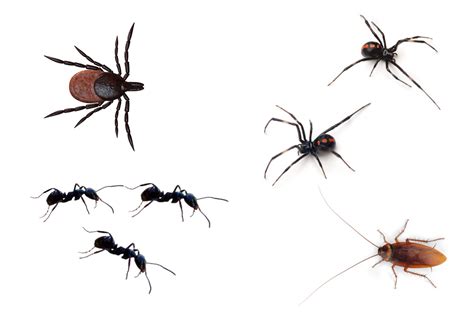 Santa Barbara Pest Control Ants Spiders Insects So Cal Pest