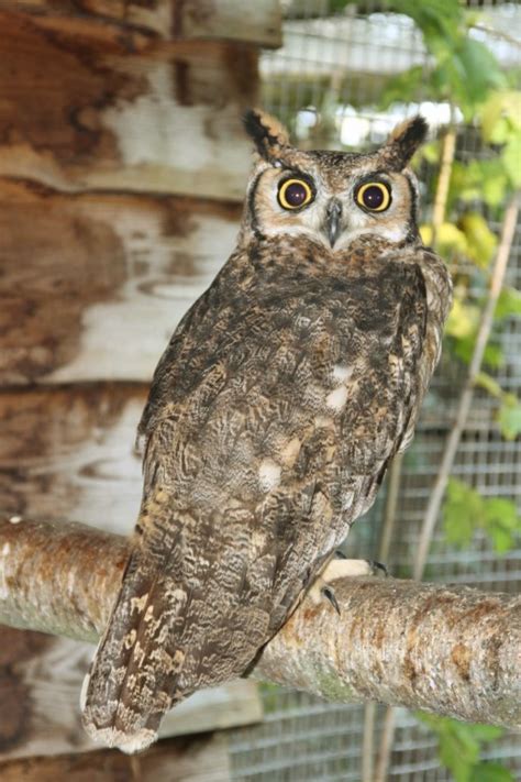 Bubo Virginianus Virginianus