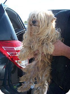 Germantown Md Maltese Yorkie Yorkshire Terrier Mix Meet Cindy A