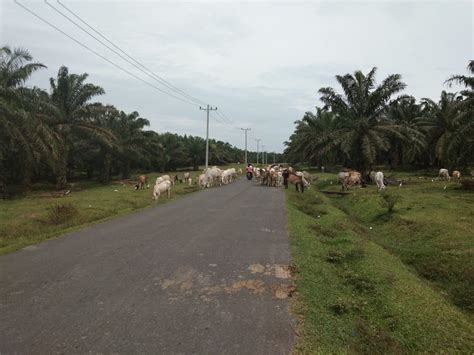 Ternak Sapi Berkeliaran Pengguna Jalan Keselamatan Dan Nyawa Kami