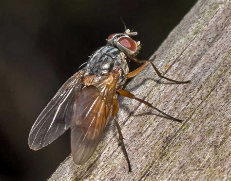 Diptera Info Discussion Forum Muscidae ID Phaonia Rufiventris