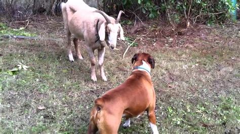 What Is The Difference Between Dog And Goat at Theodore Barnes blog