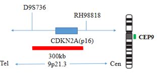 IVD FP032 P16 CDKN2A Gene Deletion Probe Detection Kit FISH Probe