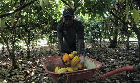 Komoditas Kurma Sejarah Jenis Manfaat Produksi Dan Impor Indonesia