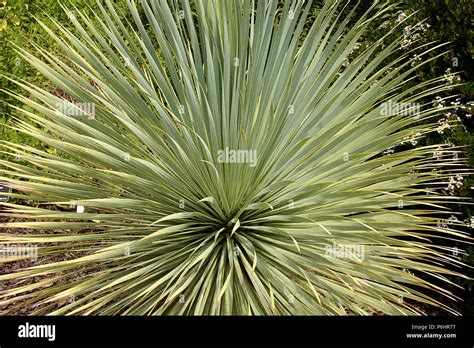 Yucca Linearifolia Stock Photo Alamy