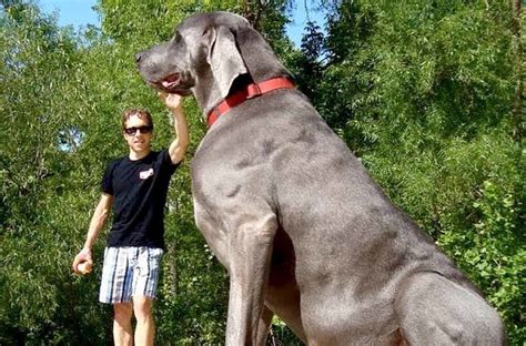 Worlds Strongest Dog Breed