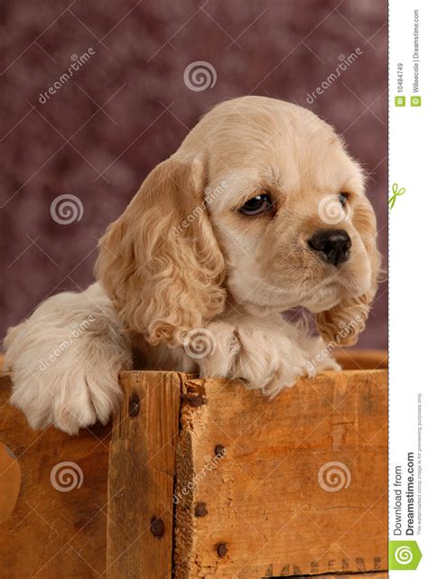 Filhote De Cachorro Na Caixa De Madeira Imagem De Stock Imagem De