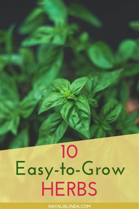 10 Easy To Grow Herbs Natalie Linda Herbs Gardening For Beginners