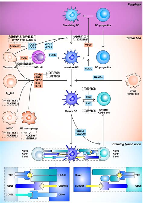 Dendritic Cells Dcs In Antitumor Immunity Dcs Are Recruited Into The