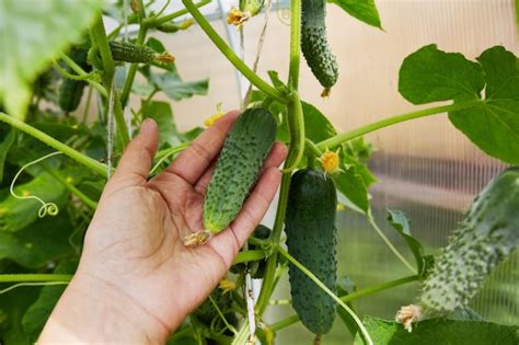 La Cosecha De Pepinos En Las Manos Cultivo De Hortalizas Orgánicas En Un Invernadero Doméstico