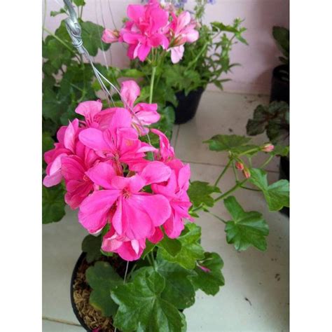 terkeren  gambar bunga gantung hias gambar bunga indah