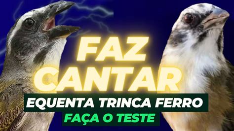 Esquentar Trinca Ferro Faz Cantar Estimulante Natural Youtube