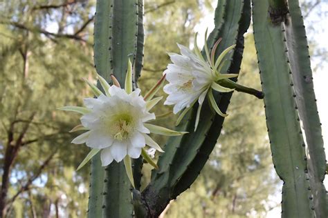 10 Different Night Blooming Cereus