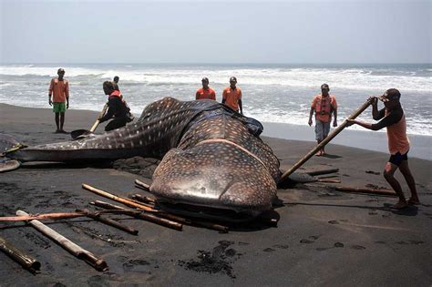 Hiu Paus Raksasa Terdampar Di Pantai Kulonprogo