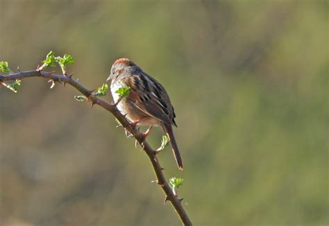 Swamp Sparrow – My Bird of the Day