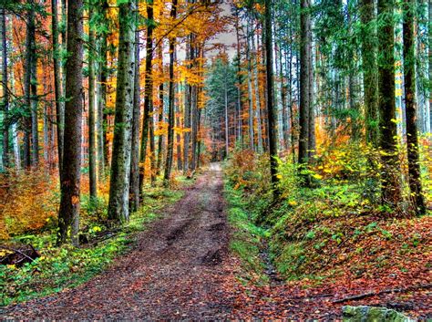 Télécharger Photos La Forêt De Bouleyres En Automne Gratuitement