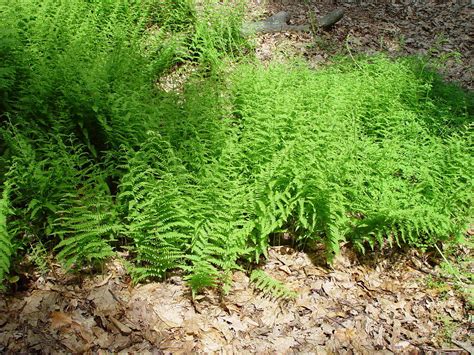Dennstaedtia - Alchetron, The Free Social Encyclopedia