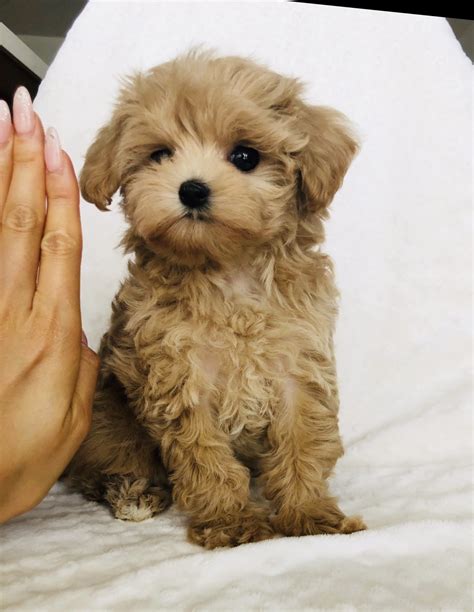 Teacup Maltipoo Puppy For Sale Iheartteacups