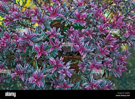 Purple Hebe Garden Plant Stock Photo Alamy